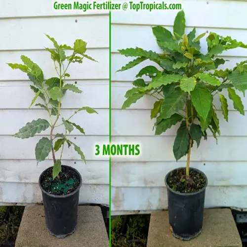 3-month plant growth comparison using green magic fertilizer with epsom salt for garden plants