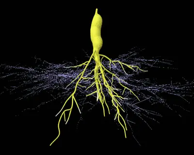 3d visualization of mycorrhizal fungi (yellow) forming intricate network with plant roots (purple strands), showcasing mutualistic symbiosis