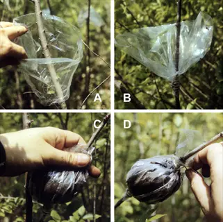 4-step air layering demonstration: a) bag placement, b) securing, c) filling with medium, d) final wrap