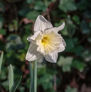 a blooming ice follies daffodil with white petals and yellow trumpet, surrounded by green foliage