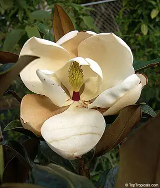 a blooming 'little gem' magnolia flower with large creamy-white petals and central yellow stamen