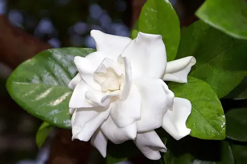 a blooming radicans dwarf gardenia flower with glossy green leaves