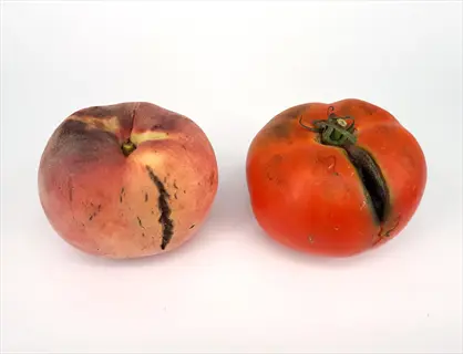 a cracked tomato fruit with a large vertical split next to a peach with surface blemishes, isolated on white background