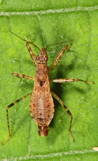 a damsel bug predator with long legs and antennae hunting on a green leaf in a garden