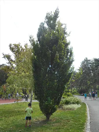 a fastigiate tulip tree row in a park with a child, pathway, and distant visitors
