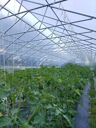 a-frame trellis system in a greenhouse supporting tomato plants with vertical strings; metal frame structure under transparent roof with lush greenery