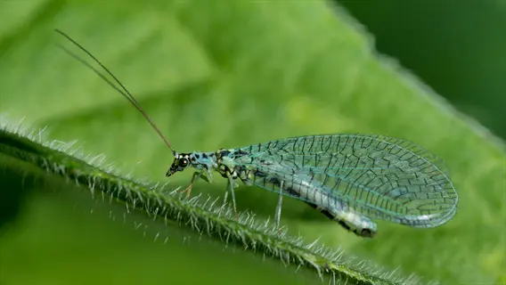 a green lacewing insect with delicate transparent wings perched on a green leaf