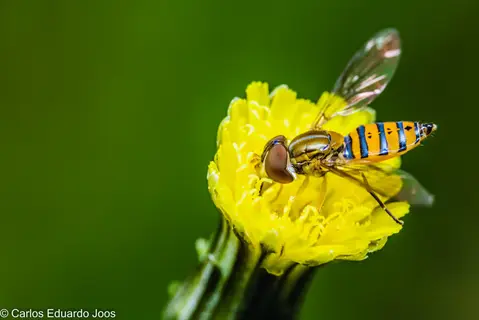 a hover fly with orange and black stripes perched on a yellow flower against a blurred green background (hover fly flower)