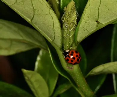 a ladybug on a green leaf near aphids, demonstrating ladybug eating aphid behavior in nature