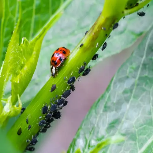 a ladybug on a green plant stem preying on aphids, demonstrating natural ladybug aphid control in a garden ecosystem