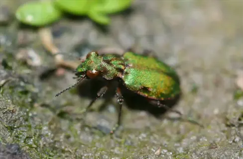 a metallic green ground beetle on damp garden soil with small plants