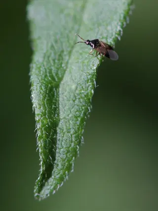 a minute pirate bug crawling on a green leaf with fine hairs, in a garden setting