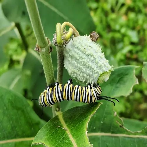 a monarch caterpillar on a milkweed plant