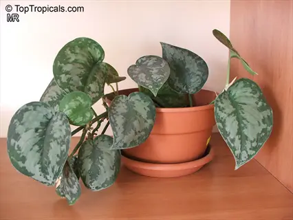 a potted silver satin pothos plant with variegated leaves in a terracotta pot on a wooden surface