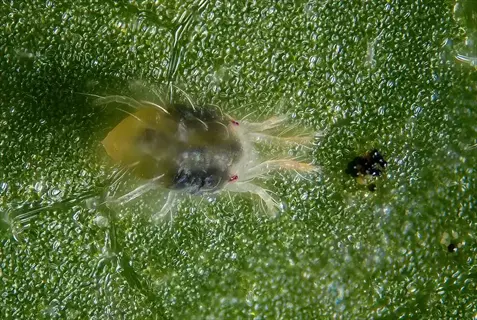 a predatory mite on a green leaf surface, showing detailed features of the mite and plant tissue