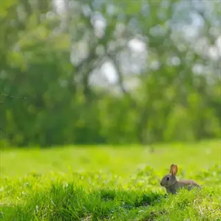 a rabbit resting in a sunlit annual ryegrass field with blurred green trees in the background