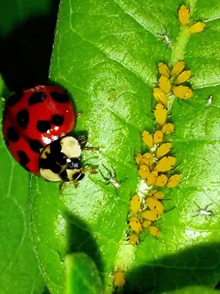 a red ladybug with black spots eating an aphid on a green leaf