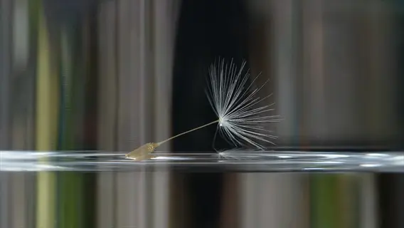 a single dandelion seed floating on calm water surface with blurred background reflections, showcasing delicate pappus structure