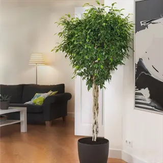 a small braided ficus tree in a black pot placed in a modern living room with sofa, floor lamp, and abstract wall art
