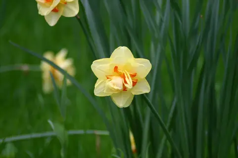 a tahiti double daffodil flower featuring layered yellow petals with orange accents, surrounded by green foliage
