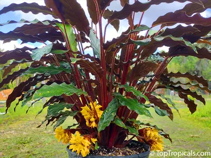 a vibrant calathea rattlesnake plant with wavy dark green and burgundy leaves and yellow flowers in a pot, outdoors