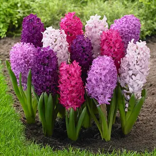 a vibrant hyacinth spring flowers garden featuring clusters of purple, pink, and white blooms growing in soil
