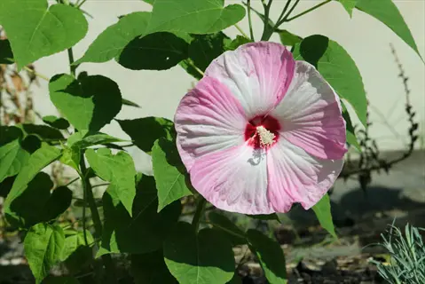 a vibrant luna pink swirl hibiscus bloom with pink-tinged petals and lush green leaves under sunlight