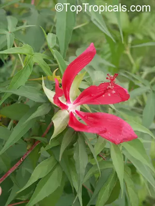a vibrant scarlet rosemallow red flower (hibiscus coccineus) blooming amidst green foliage