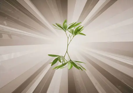 abstract representation of leaf sugar transport with central green twig and radial lines symbolizing nutrient distribution network