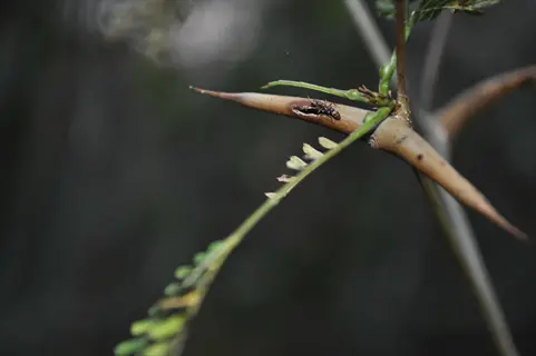 acacia tree ant mutualism: ant on thorned branch with delicate compound leaves against blurred green background