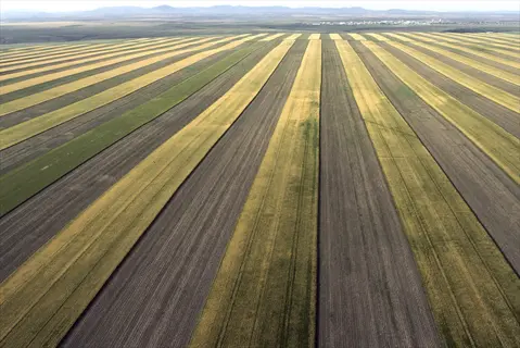 aerial view of expansive strip cropping field with alternating green and golden crop bands stretching toward distant mountains