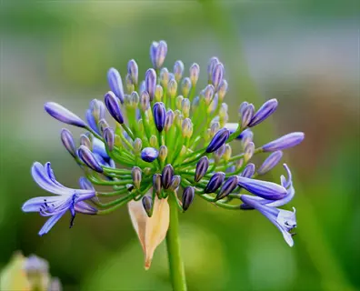 agapanthus lily flowers (agapanthus) with developing blue-purple buds and open blooms on slender green stems, soft bokeh background