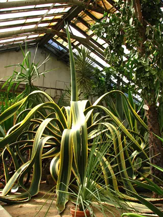 agave americana in greenhouse garden setting with tropical plants and glass roof structure