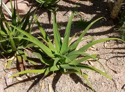 agave bracteosa plant growing in arid sandy soil with slender green leaves