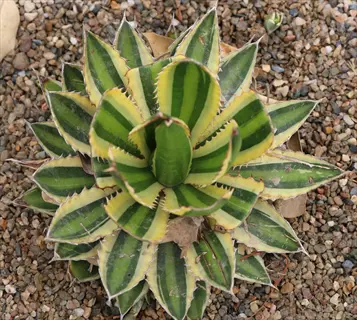 agave lophantha quadricolor succulent with green-yellow striped leaves growing on gravel ground
