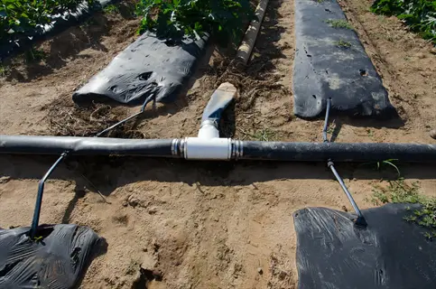 agricultural field featuring plastic mulch rows with integrated drip irrigation tubing for efficient water distribution