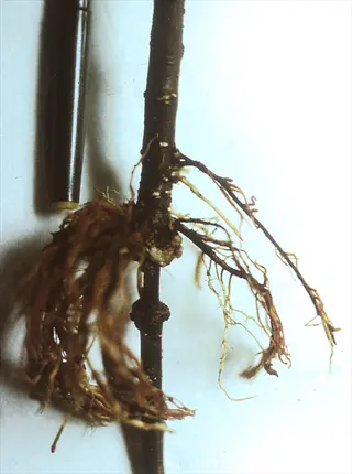 air layering branch roots: woody stem with mature, fibrous root system next to a pen for scale on white background