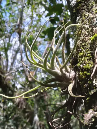 air plant bright window conditions: tillandsia growing on mossy tree trunk in sunlit forest, naturally receiving optimal light and airflow
