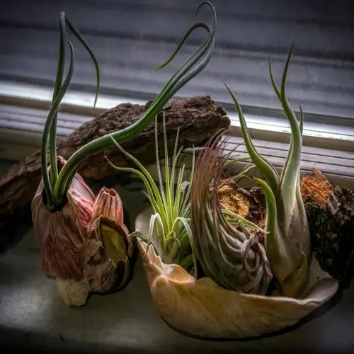air plants and driftwood display on windowsill with decorative shells