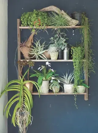 air plants bookshelf: wooden shelf on dark blue wall with tillandsia, trailing plants, and assorted potted greenery including a driftwood accent