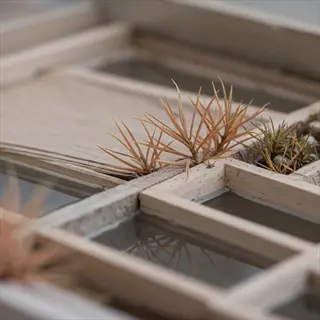 air plants wall grid: tillandsia with orange and green hues in a wooden compartment panel on a light wall