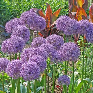 allium purple flower globes: multiple round, purple blooms on green stems in a garden with mixed foliage