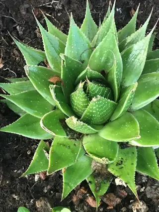 aloe aristata lace aloe succulent rosette with white-spotted green leaves and small spines along margins growing in dark soil