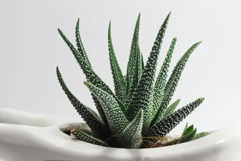 aloe vera succulent plant look-alike (haworthia) in white pot, showcasing slender green leaves with white speckles against plain light background