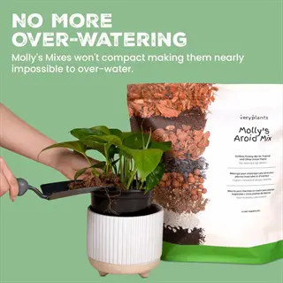 amending garden soil: hands using a trowel to add molly's aroid mix soil amendment to a potted pothos plant, with product packaging and instructional text about preventing over-watering on a light green background