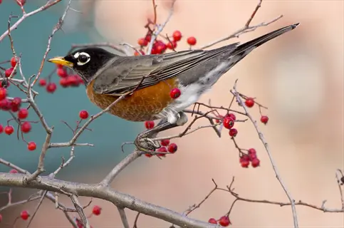 american robin bird eating berries from a bare branch with red berries, shallow depth of field background