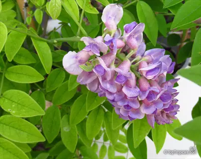 american wisteria vine showcasing clusters of purple flowers and vibrant green leaves