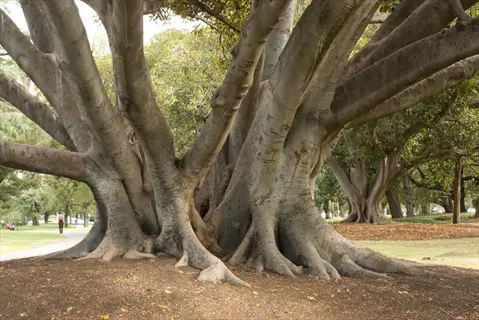 ancient fig tree garden with massive intertwined trunks and sprawling roots in a park setting
