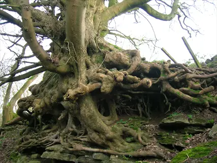 ancient sycamore tree roots with gnarled heart root system sprawling over mossy rocks in a natural woodland setting