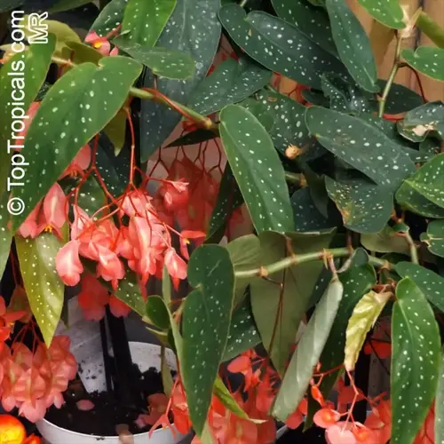 angel wing begonia plant with large green leaves featuring silver spots and clusters of pink flowers